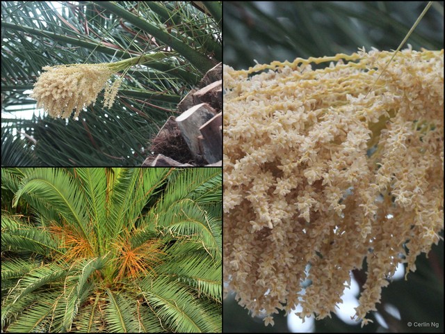 Phoenix canariensis•&copy; Cerlin Ng•All Rights Reserved