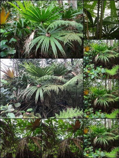 Pholidocarpus kingianus•&copy; Ang Wee Foong•All Rights Reserved