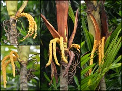 Pinanga coronata•&copy; Cerlin Ng•All Rights Reserved