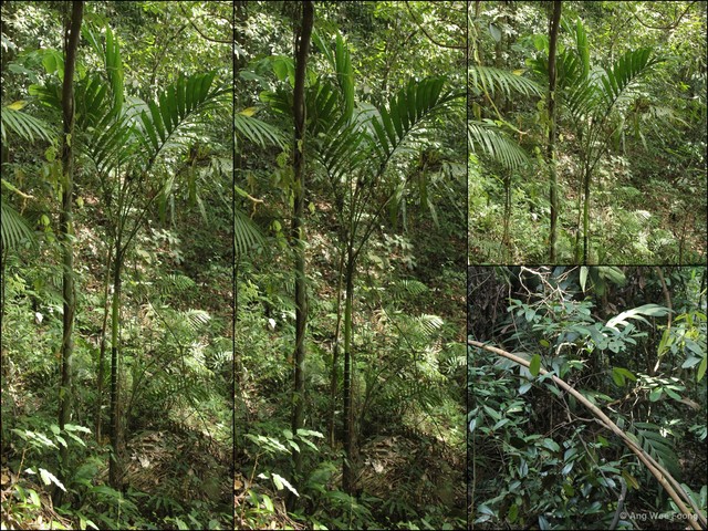 Pinanga malaiana•&copy; Ang Wee Foong•All Rights Reserved