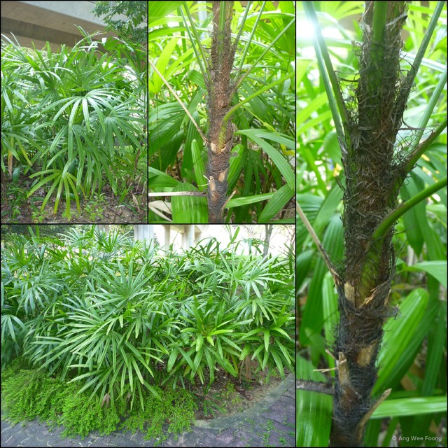Rhapis excelsa•&copy; Ang Wee Foong•All Rights Reserved