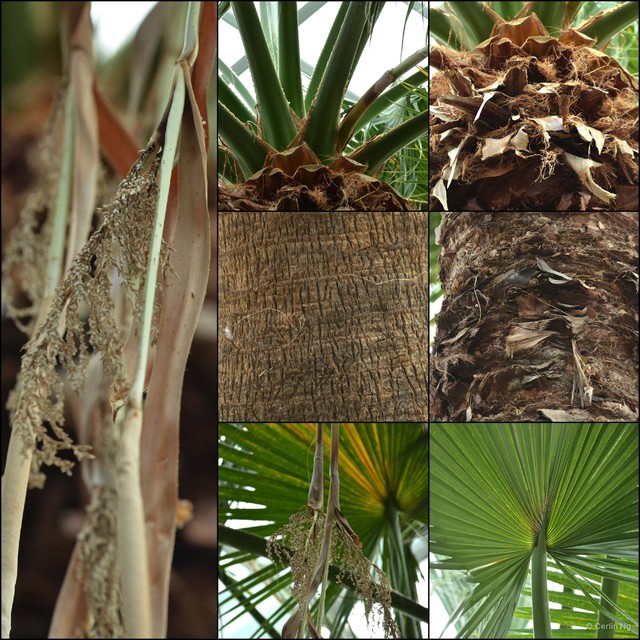 Washingtonia filifera•&copy; Cerlin Ng•All Rights Reserved