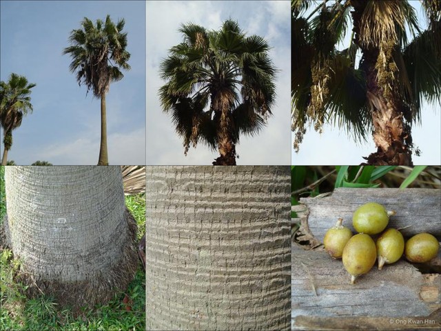 Washingtonia robusta•&copy; Ong Kwan Han•All Rights Reserved