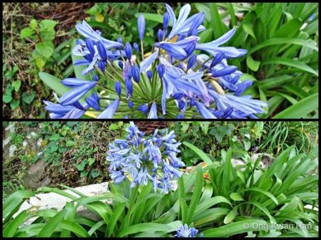 Agapanthus praecox•&copy; Ong Kwan Han•All Rights Reserved