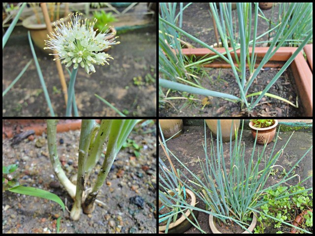 Allium (Cepa) cepa•&copy; Ong Kwan Han•All Rights Reserved