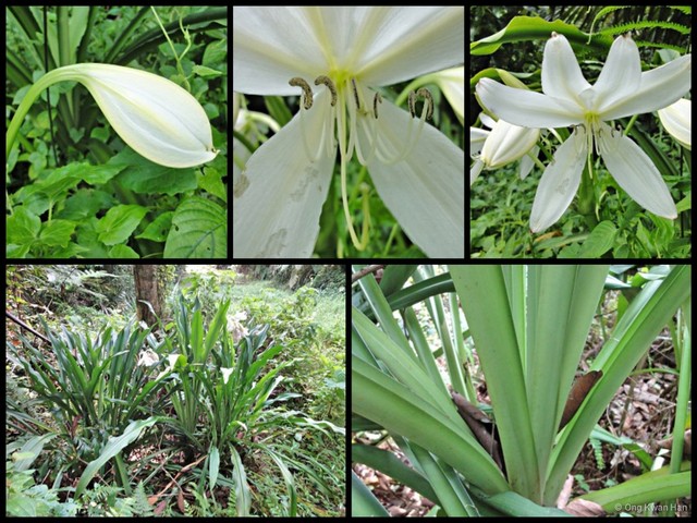 Crinum album•&copy; Ong Kwan Han•All Rights Reserved