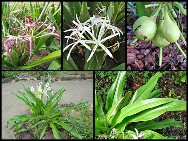 Crinum asiaticum•&copy; Ong Kwan Han•All Rights Reserved