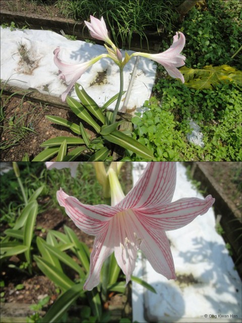 Hippeastrum reticulatum•&copy; Ong Kwan Han•All Rights Reserved