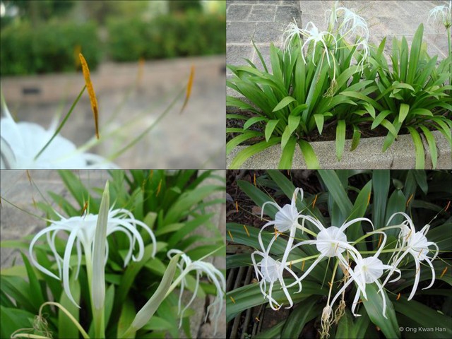 Hymenocallis speciosa•&copy; Ong Kwan Han•All Rights Reserved