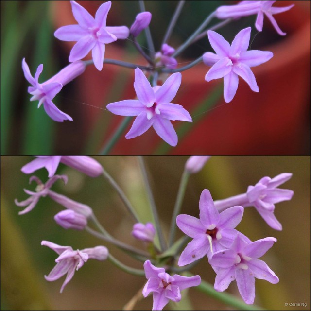 Tulbaghia violacea•&copy; Cerlin Ng•All Rights Reserved