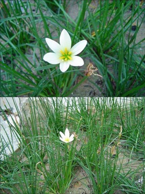 Zephyranthes candida•&copy; Ong Kwan Han•All Rights Reserved