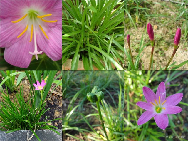Zephyranthes rosea•&copy; Ong Kwan Han•All Rights Reserved