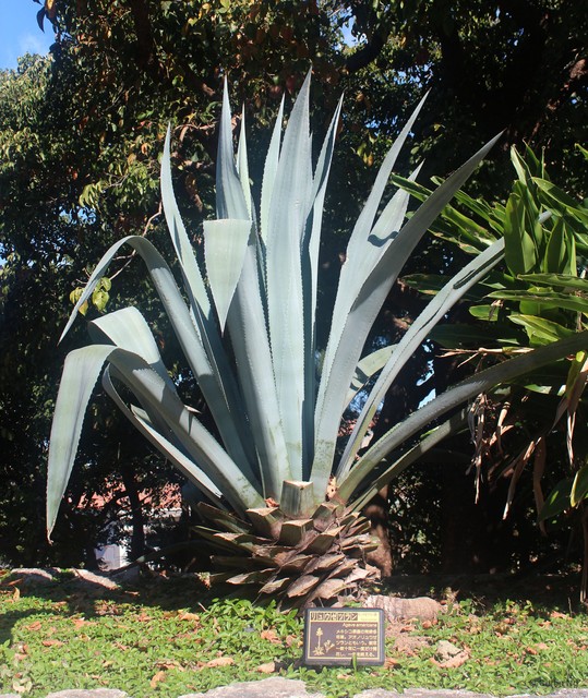 Agave americana•&copy; Cerlin Ng•All Rights Reserved