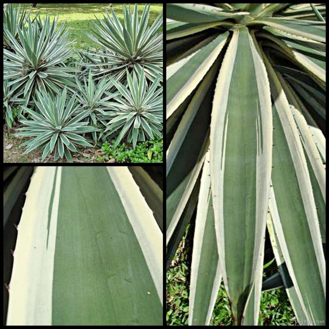 Agave angustifolia•&copy; Ong Kwan Han•All Rights Reserved