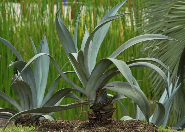Agave tequilana•&copy; Cerlin Ng•All Rights Reserved