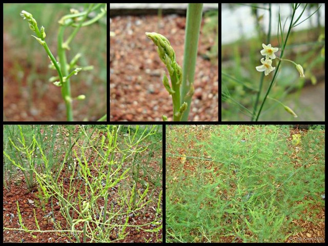 Asparagus officinalis•&copy; Ong Kwan Han•All Rights Reserved