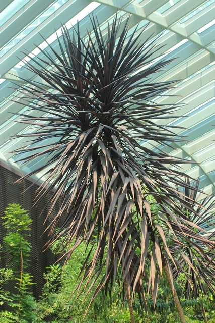 Cordyline australis•&copy; Cerlin Ng•All Rights Reserved