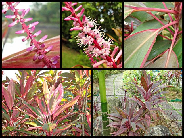 Cordyline fruticosa•&copy; Ong Kwan Han•All Rights Reserved