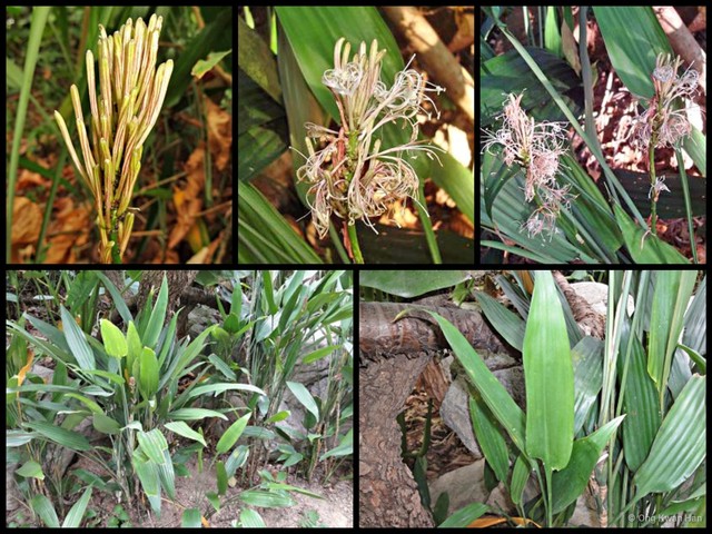 Dracaena aubryana•&copy; Ong Kwan Han•All Rights Reserved