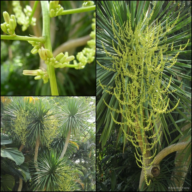 Dracaena cochinchinensis•&copy; Ang Wee Foong•All Rights Reserved