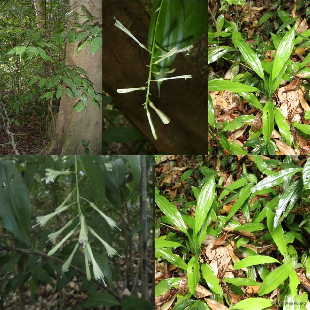 Dracaena elliptica•&copy; Ang Wee Foong•All Rights Reserved