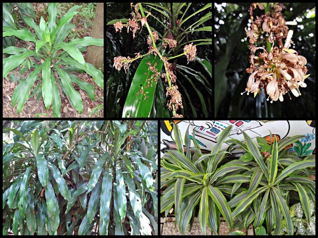 Dracaena fragrans•&copy; Ong Kwan Han•All Rights Reserved