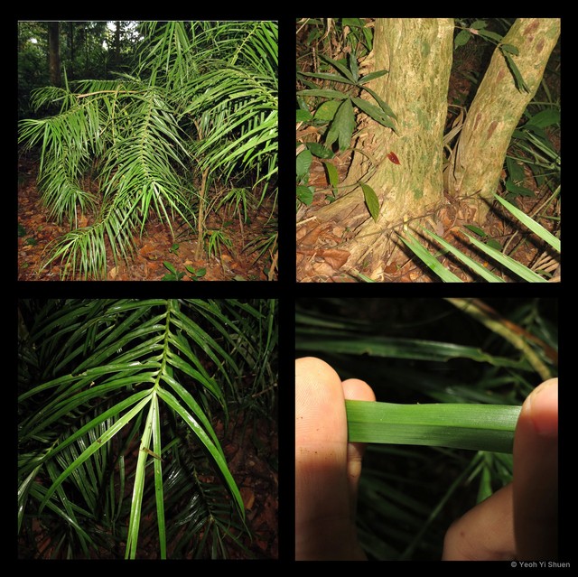 Dracaena granulata•&copy; Yeoh Yi Shuen•All Rights Reserved