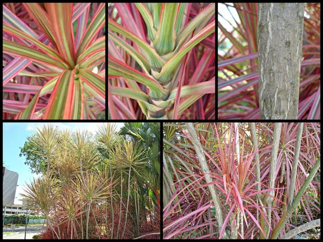 Dracaena marginata•&copy; Ong Kwan Han•All Rights Reserved