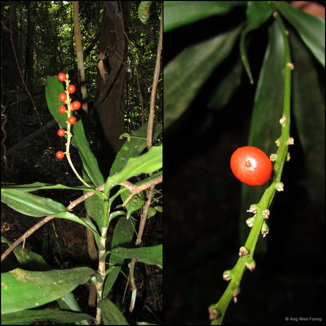 Dracaena porteri•&copy; Ang Wee Foong•All Rights Reserved