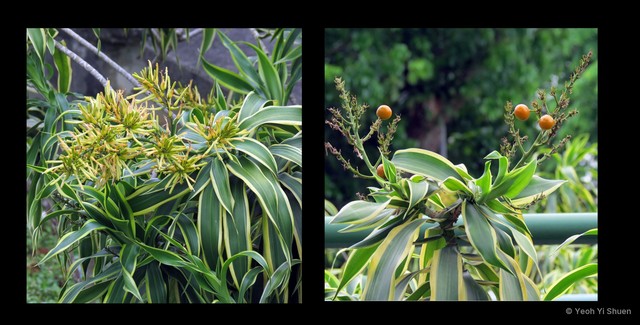 Dracaena reflexa•&copy; Yeoh Yi Shuen•All Rights Reserved
