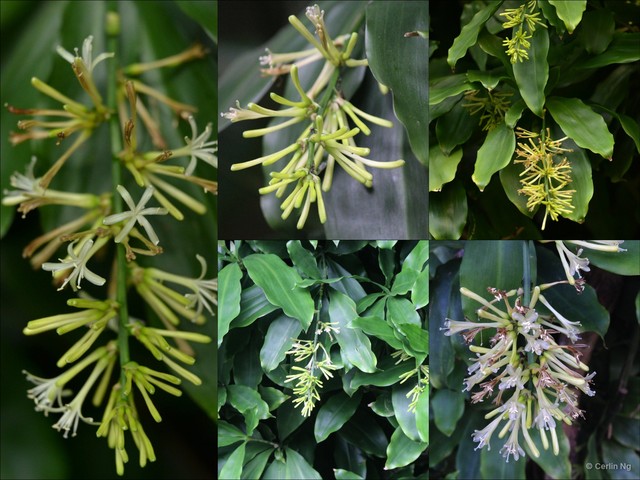 Dracaena umbratica•&copy; Cerlin Ng•All Rights Reserved