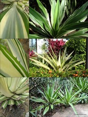 Furcraea foetida (L.) Haw.