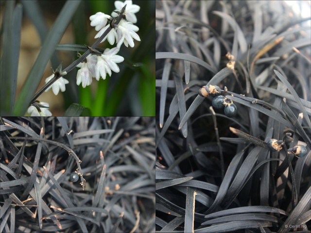 Ophiopogon planiscapus•&copy; Cerlin Ng•All Rights Reserved