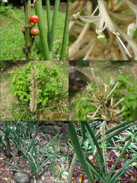 Sansevieria cylindrica•&copy; Ong Kwan Han•All Rights Reserved