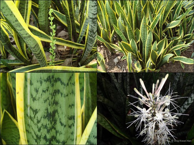 Sansevieria trifasciata•&copy; Ong Kwan Han•All Rights Reserved