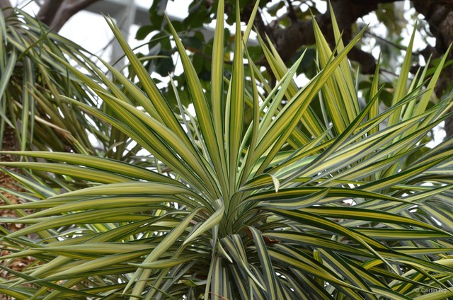 Yucca aloifolia•&copy; Cerlin Ng•All Rights Reserved