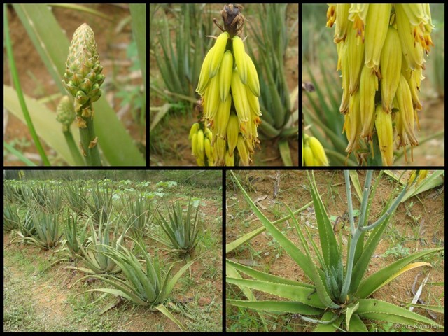Aloe vera•&copy; Ong Kwan Han•All Rights Reserved