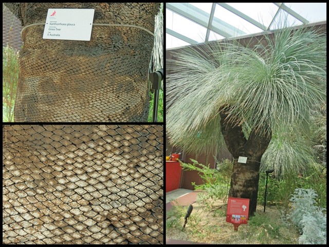 Xanthorrhoea glauca•&copy; Yeoh Yi Shuen•All Rights Reserved