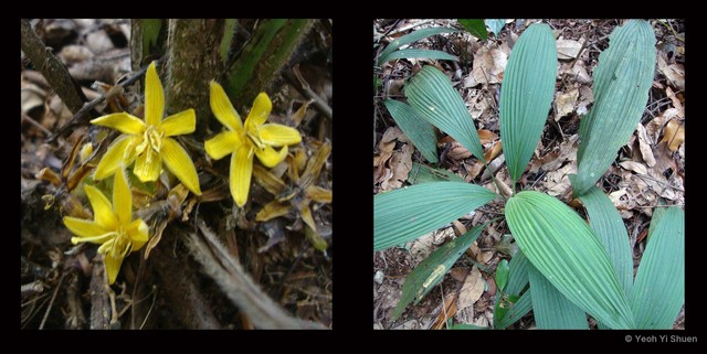 Curculigo latifolia var. latifolia•&copy; Yeoh Yi Shuen•All Rights Reserved