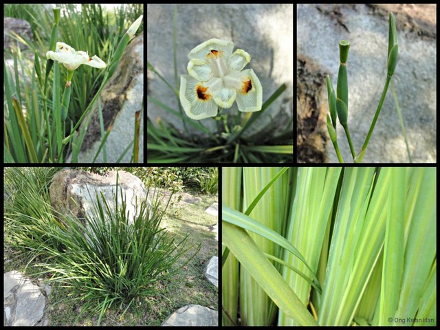 Dietes bicolor•&copy; Ong Kwan Han•All Rights Reserved