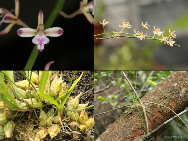 Acriopsis liliifolia•&copy; Ang Wee Foong•All Rights Reserved