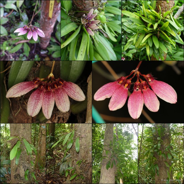 Bulbophyllum lepidum•&copy; Ang Wee Foong•All Rights Reserved