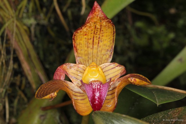 Bulbophyllum lobbii•&copy; Ang Wee Foong•All Rights Reserved
