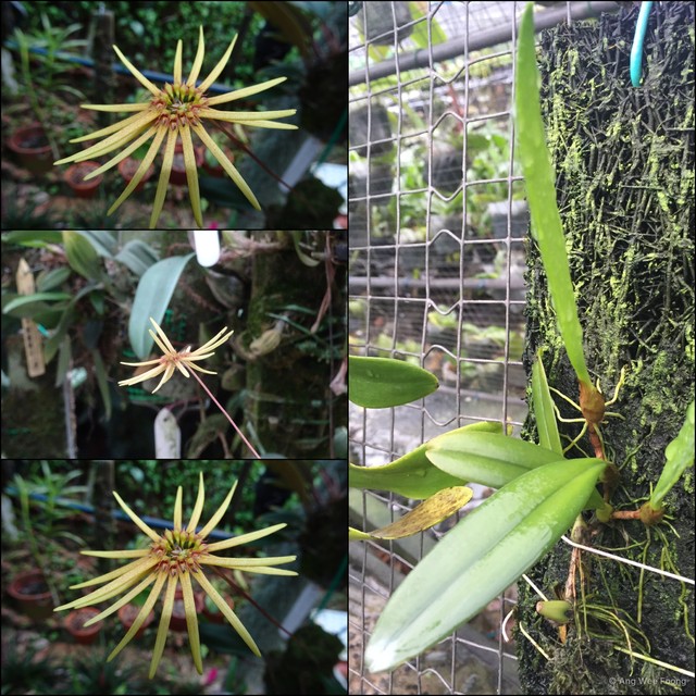 Bulbophyllum makoyanum•&copy; Ang Wee Foong•All Rights Reserved