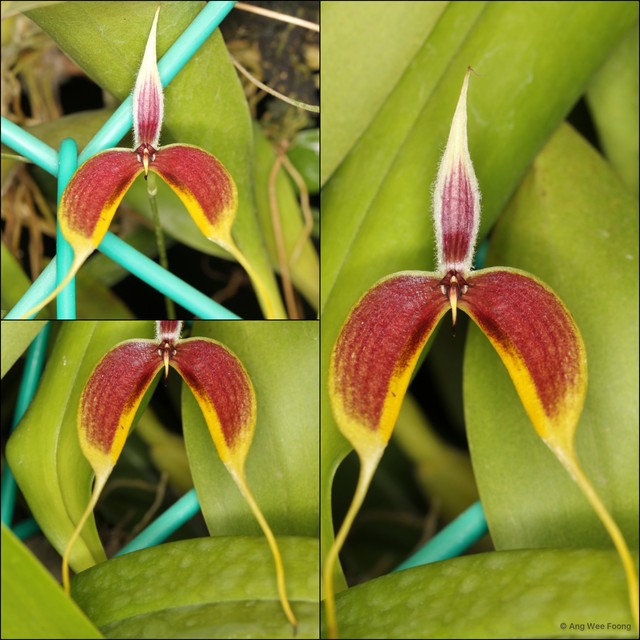 Bulbophyllum maxillare•&copy; Ang Wee Foong•All Rights Reserved