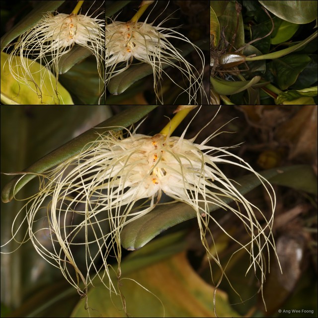 Bulbophyllum medusae•&copy; Ang Wee Foong•All Rights Reserved