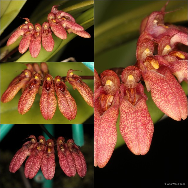 Bulbophyllum pulchellum•&copy; Ang Wee Foong•All Rights Reserved