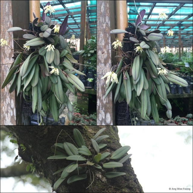 Bulbophyllum purpurascens•&copy; Ang Wee Foong•All Rights Reserved