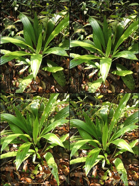 Calanthe (Calanthe) pulchra•&copy; Ang Wee Foong•All Rights Reserved