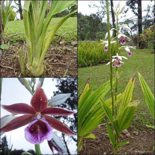 Calanthe tankervilleae•&copy; Ang Wee Foong•All Rights Reserved